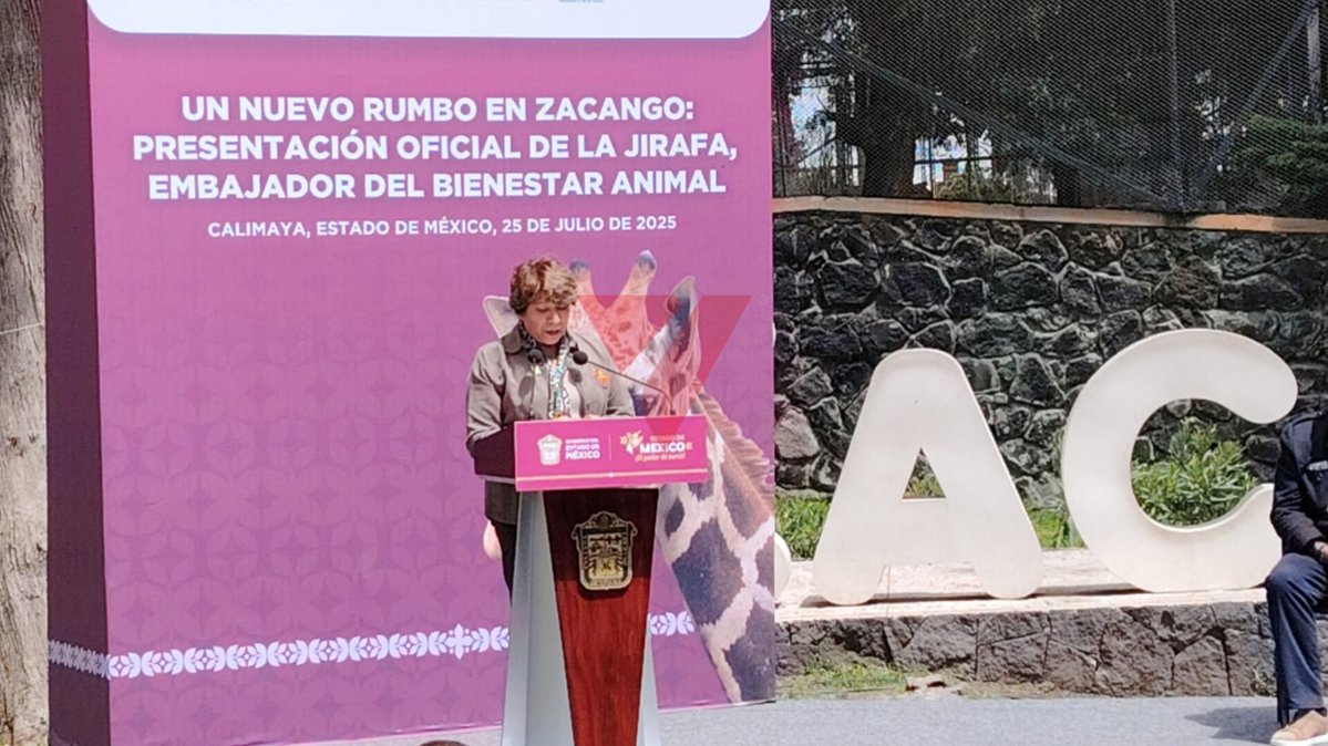 elvallemexico's tweet image. 🦒🍃~ Cosmo, la nueva jirafa de Zacango
El Parque Ecológico Zacango presentó oficialmente a Cosmo, una jirafa macho que llegó el pasado 1 de junio en óptimas condiciones de salud.
Actualmente, se encuentra en proceso de aclimatación y pronto podrá ser vista por el público en la…