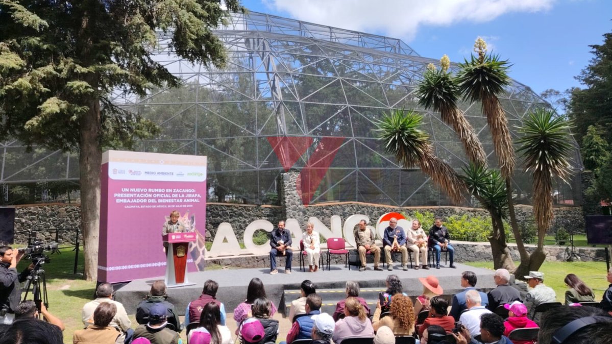 elvallemexico's tweet image. 🦒🍃~ Cosmo, la nueva jirafa de Zacango
El Parque Ecológico Zacango presentó oficialmente a Cosmo, una jirafa macho que llegó el pasado 1 de junio en óptimas condiciones de salud.
Actualmente, se encuentra en proceso de aclimatación y pronto podrá ser vista por el público en la…