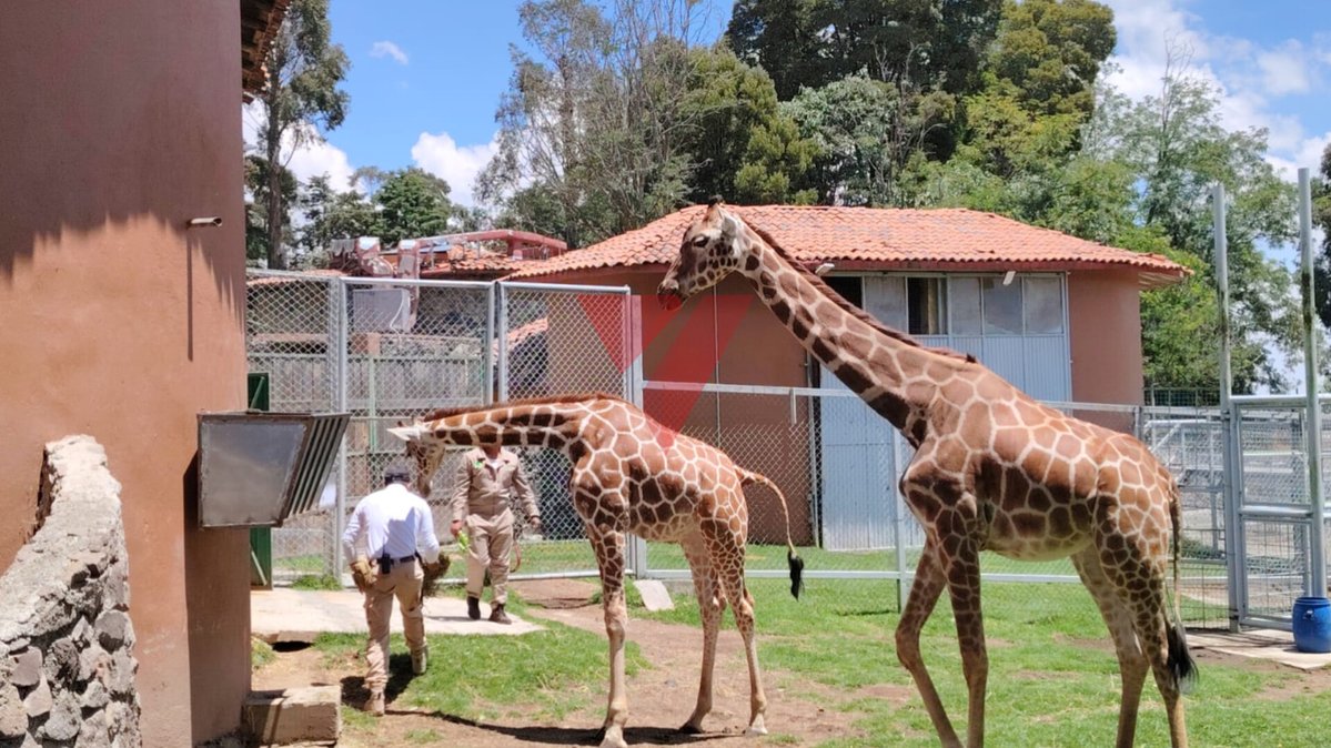 elvallemexico's tweet image. 🦒🍃~ Cosmo, la nueva jirafa de Zacango
El Parque Ecológico Zacango presentó oficialmente a Cosmo, una jirafa macho que llegó el pasado 1 de junio en óptimas condiciones de salud.
Actualmente, se encuentra en proceso de aclimatación y pronto podrá ser vista por el público en la…