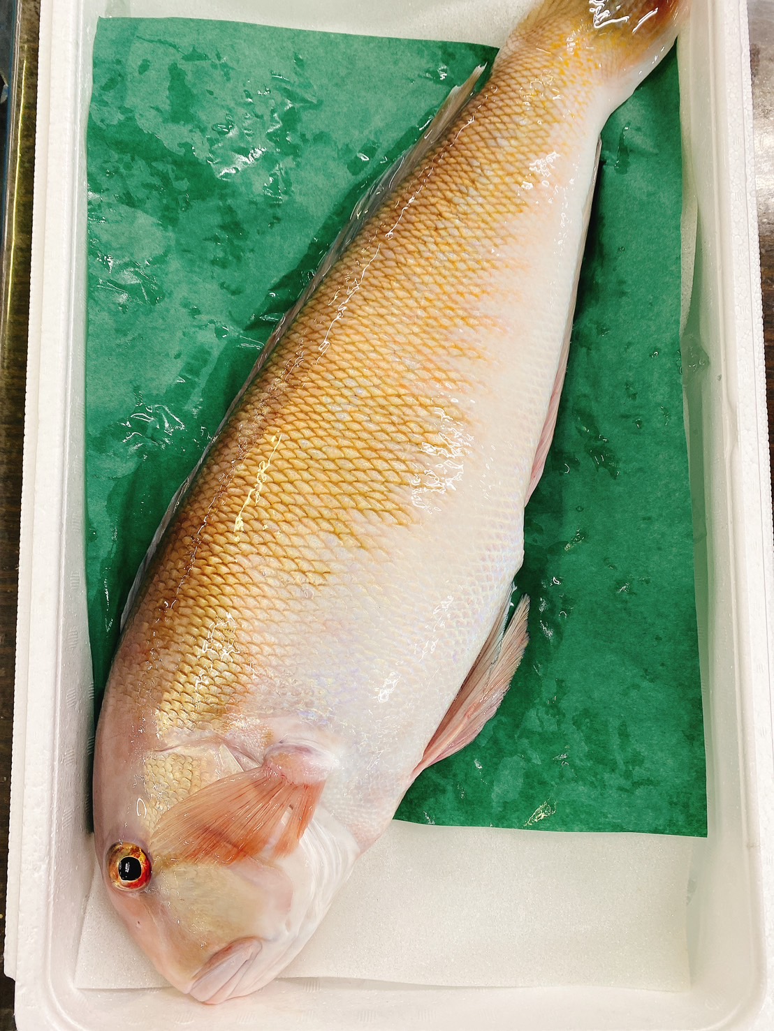 みさ様　予約分　魚沼 4月28日は知床桜鱗の初出荷日でした🌸 総出荷数は1018本