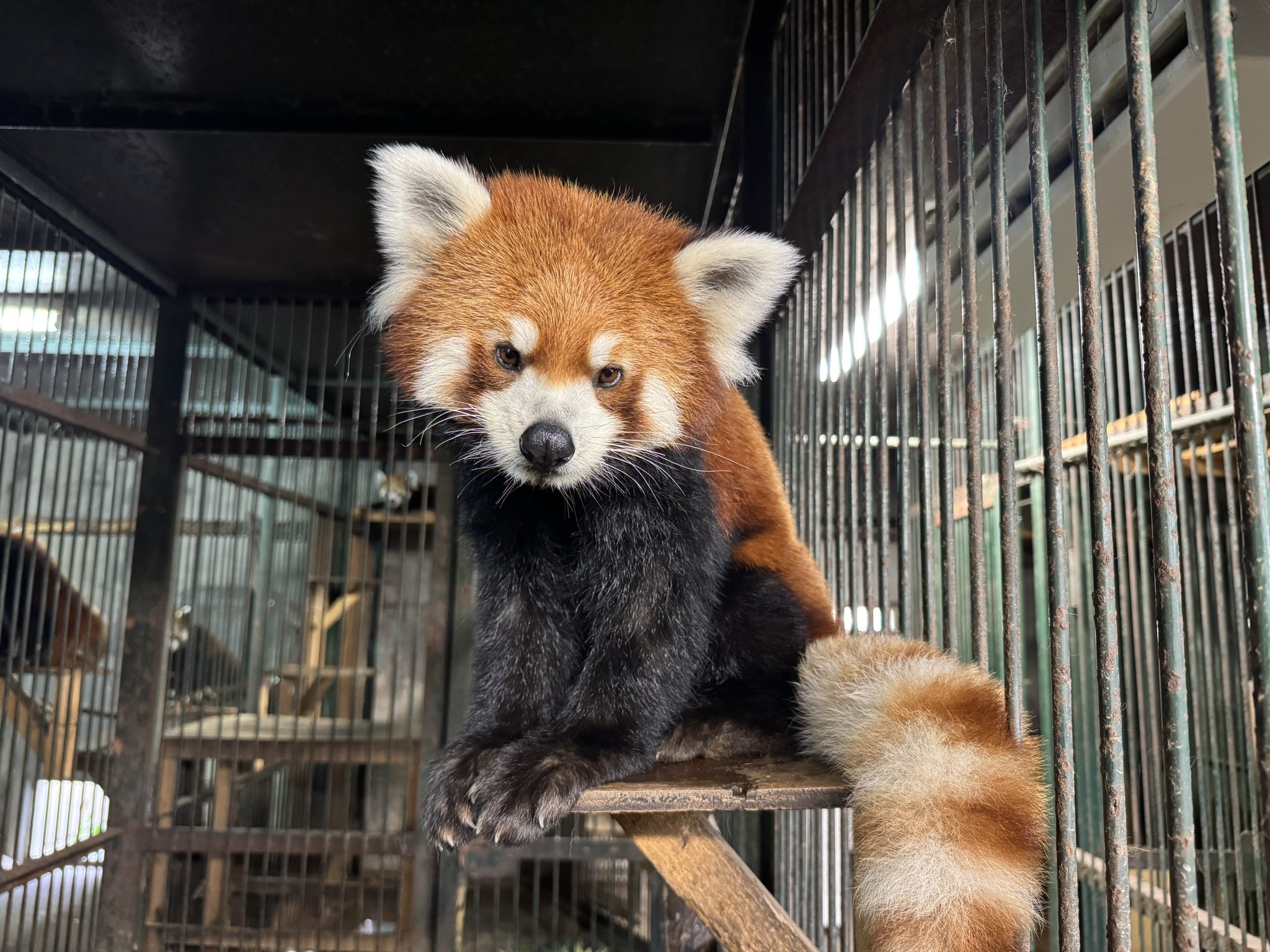 【中古】 ＡＳＡＨＩＹＡＭＡー旭山動物園物語ー ３/角川書店/本庄敬 ASAHIYAMAー旭山動物園物語ー 3 /角川書店/本庄敬