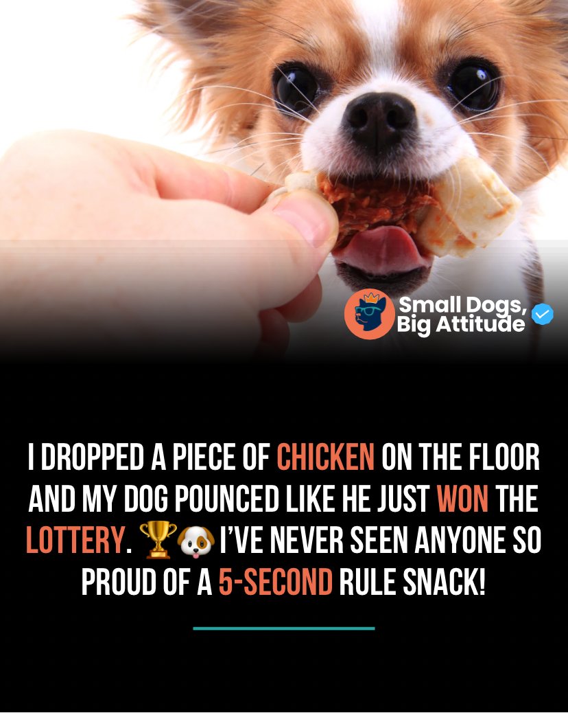 SmlDogs_BigAtti's tweet image. I dropped a piece of chicken on the floor and my dog pounced like he won the lottery. 🏆🐶 Never seen anyone so proud of a 5-second rule snack! #LuckyDog #DogHumor #QuickSnack
