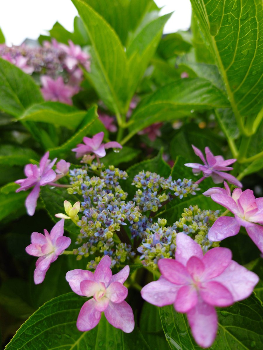 aoitori0510's tweet image. おはよう😀
7月26日(土)🌨️
今日はすっきりとしない お天気😓
急に雨が降り出すから
お洗濯物に困ります💦
そして今日も 猛暑〜🥵
連日の暑さで体も弱ってるけど気をつけて
土日をお過ごしくださいね〜&lt;( ̄︶ ̄)&gt;🎵