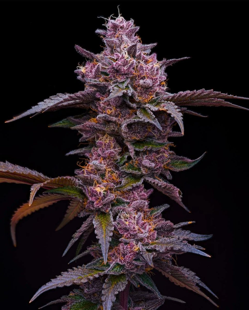 RedVelvetStrain's tweet image. Midnight Glizzy
