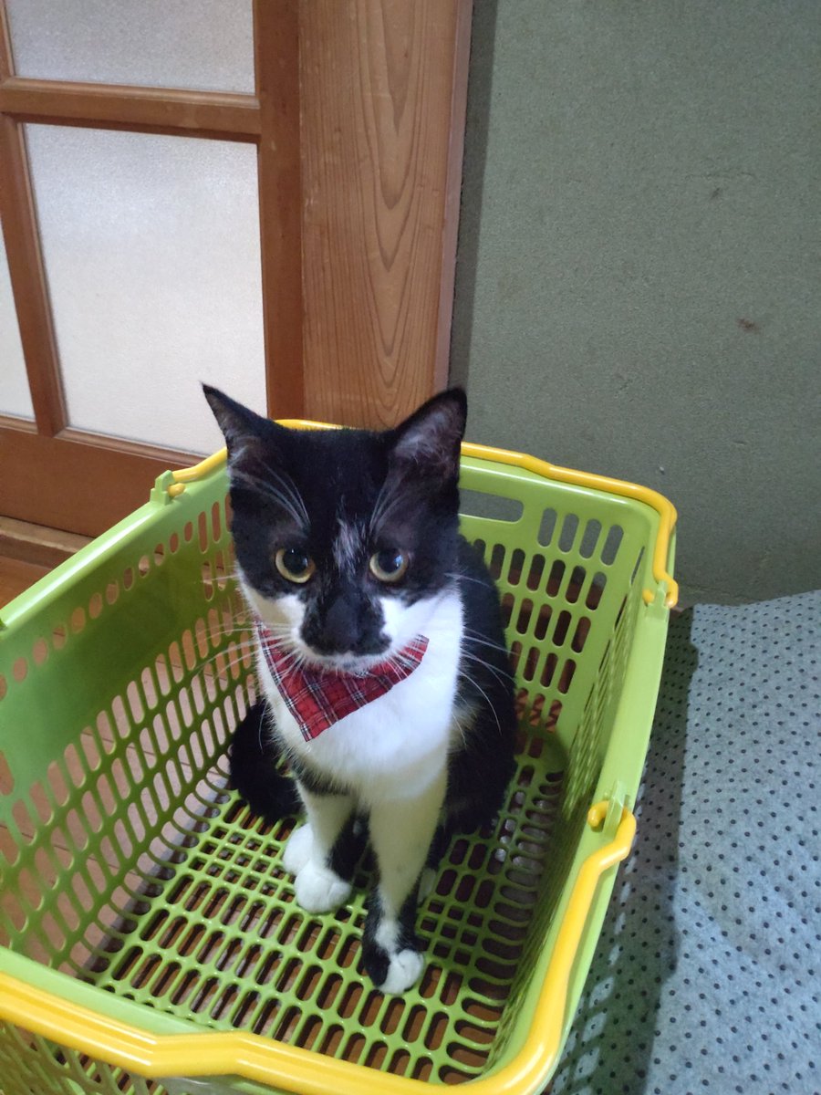 猫 風組デザフェスvol.61出展L70.71 on X: 