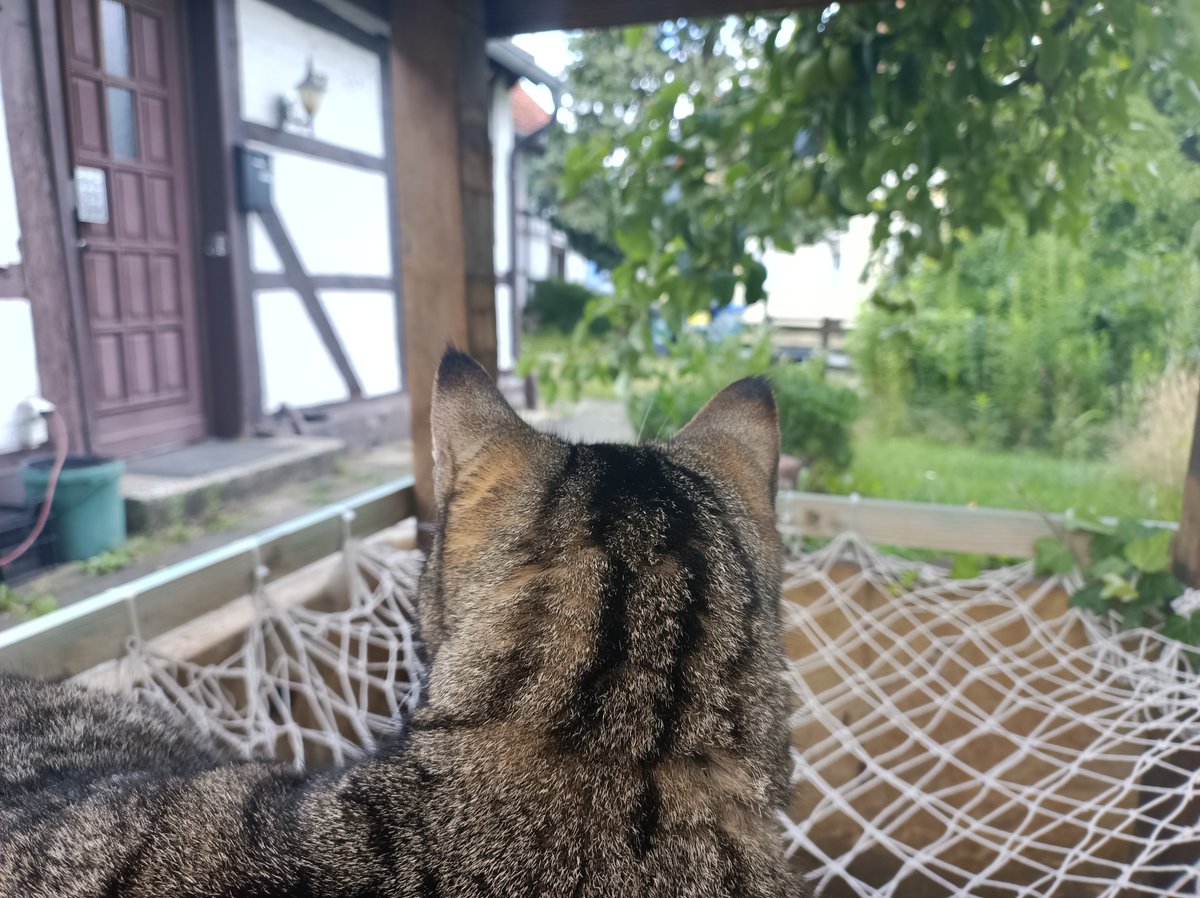 kineyDE's tweet image. Unabhängigen Medienberichten zufolge hat Oli das Westgartenland vollständig annektiert.
Obgleich einige Beobachter mäuserechtliche Bedenken äußerten hat der oberste katerliche Gerichtshof die Annexion als vollständig zulässig erklärt.