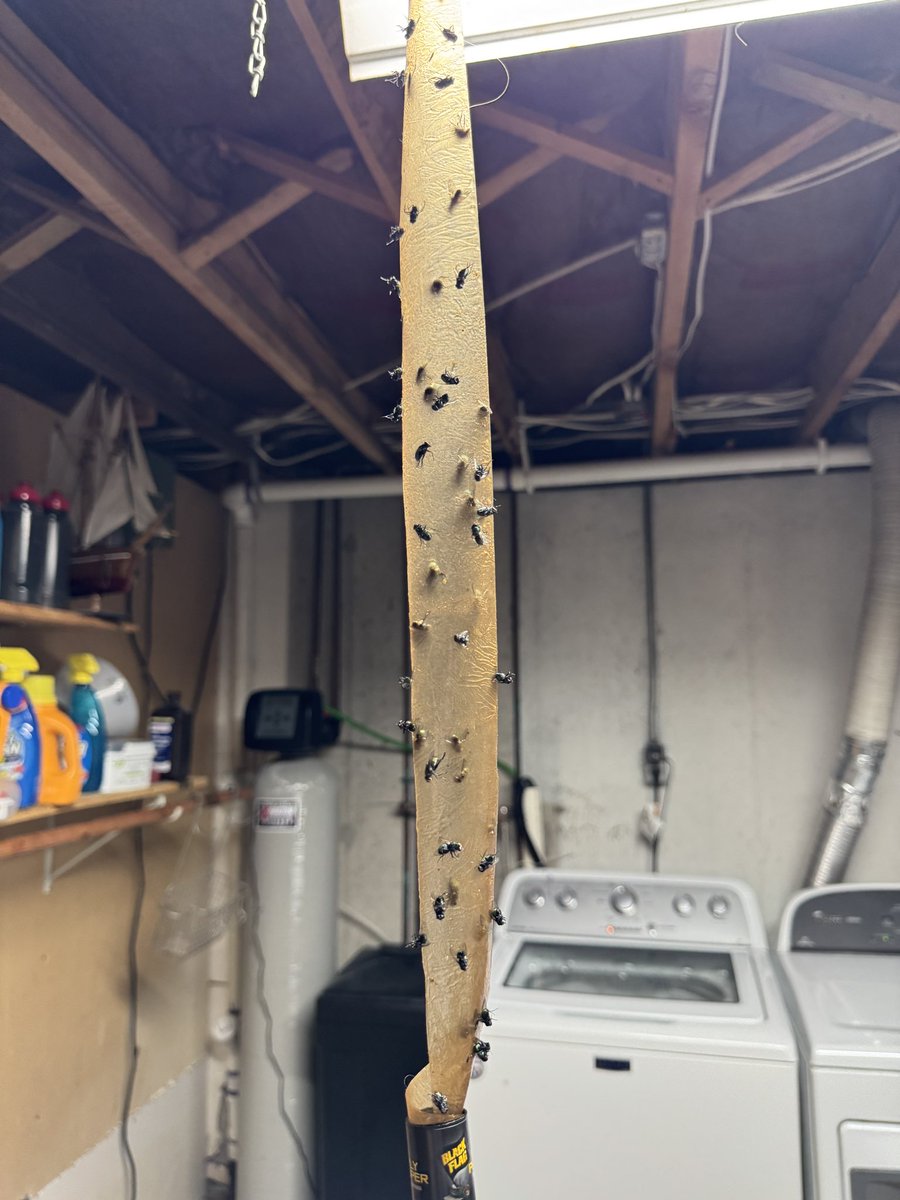 NWK_WCG's tweet image. The amount of flies on this fly tape, holy fucking shit.