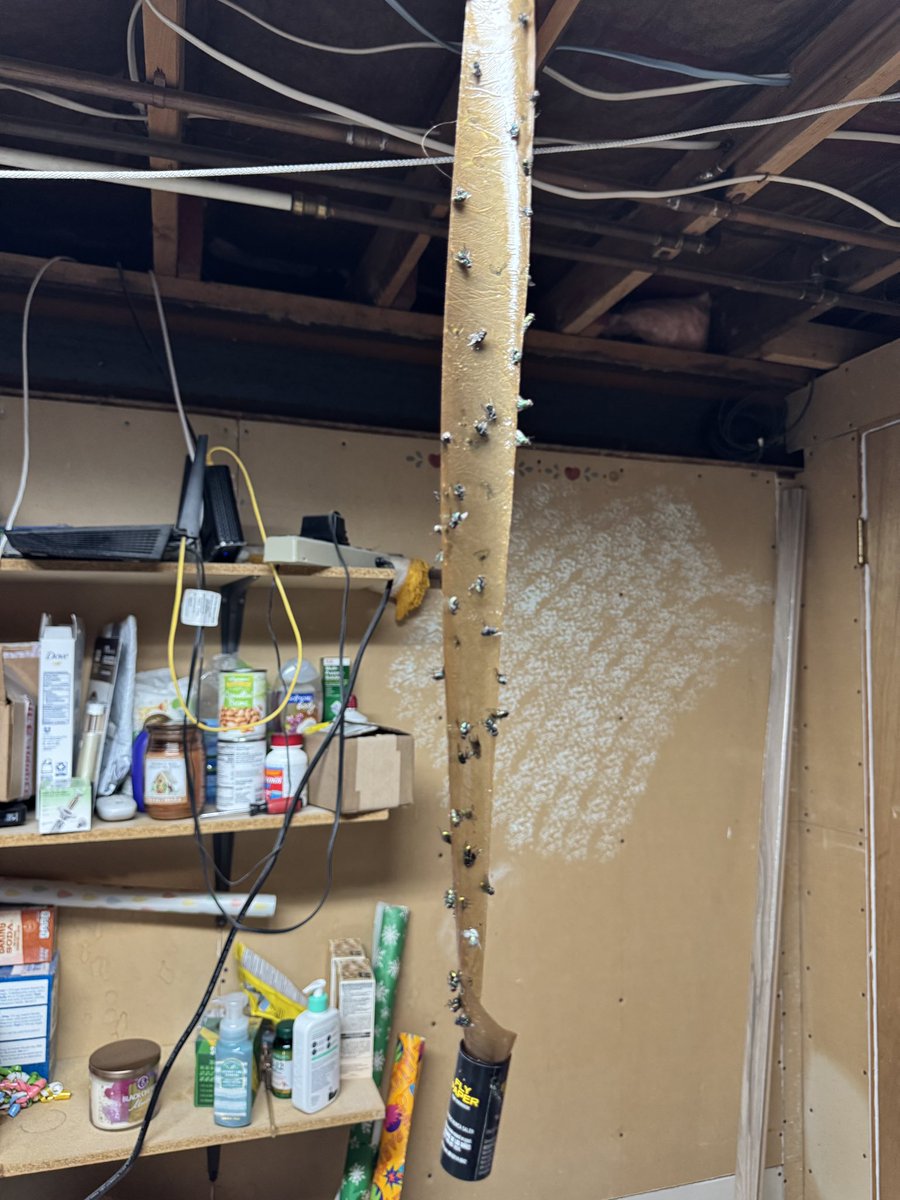 NWK_WCG's tweet image. The amount of flies on this fly tape, holy fucking shit.