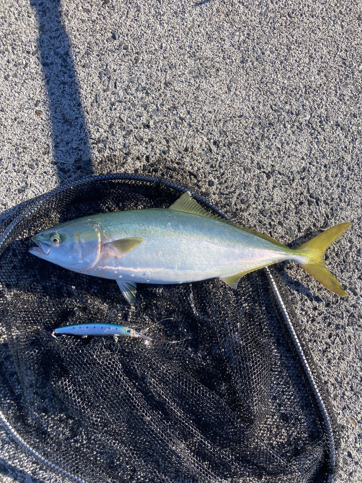 はまちです。 ハマチ - Search / X