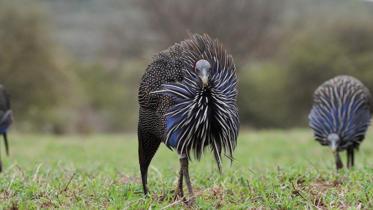 FutureFactual's tweet image. 🔍 Read: Like humans, animals can become stressed when trying to lead a group of peers in a particular direction, a new study from The Australian National University (ANU) has shown.
phys.org/news/2025-07-a…