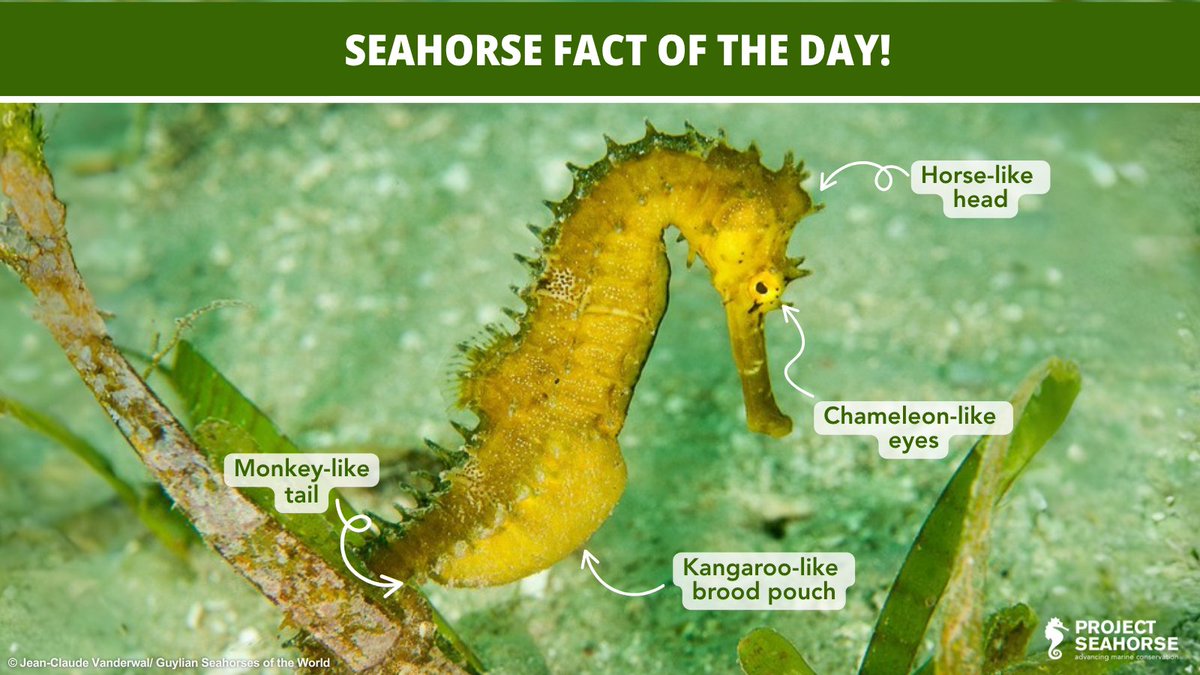 projectseahorse's tweet image. 🌊 Kicking off our #FunFactFriday series with some sea-riously cool tidbits about seahorses! Did you know these magical little creatures have a medley of features similar to other animals? 

#SavingSeahorses #ProjectSeahorse

📸 © Jean-Claude Vanderwal/ GSOTW