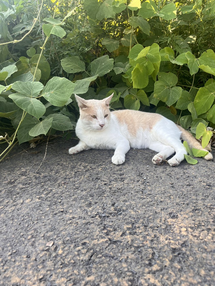 yamato_hapi's tweet image. 🐾おはようございます✨
今朝は朝ランしてきました!
途中で猫ちゃんに遭遇🐈
「触って〜」と言わんばかりにお腹をゴローン…可愛すぎて癒された〜☀️
今日はこのあと歯医者さんへ🦷
みんなの今日の予定も、よかったら教えてね!#おは戦70726🍩mh