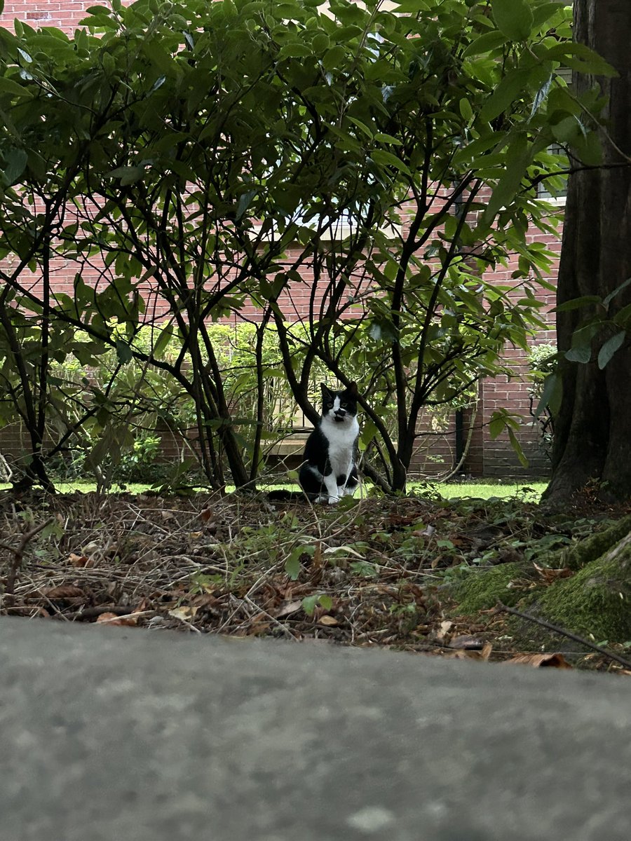 moniza_hossain's tweet image. It’s my birthday today, and three separate cats sought me out, like they wanted to wish me hbd
