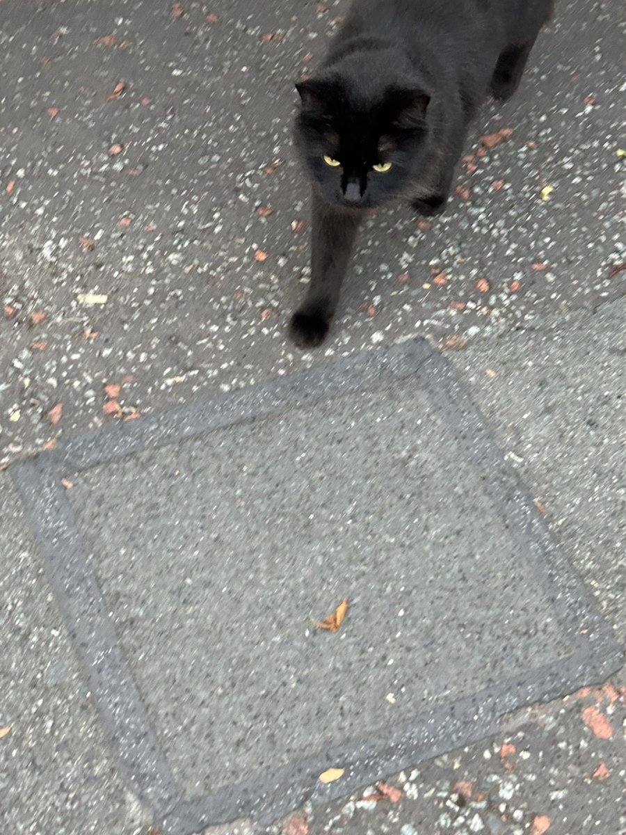 moniza_hossain's tweet image. It’s my birthday today, and three separate cats sought me out, like they wanted to wish me hbd