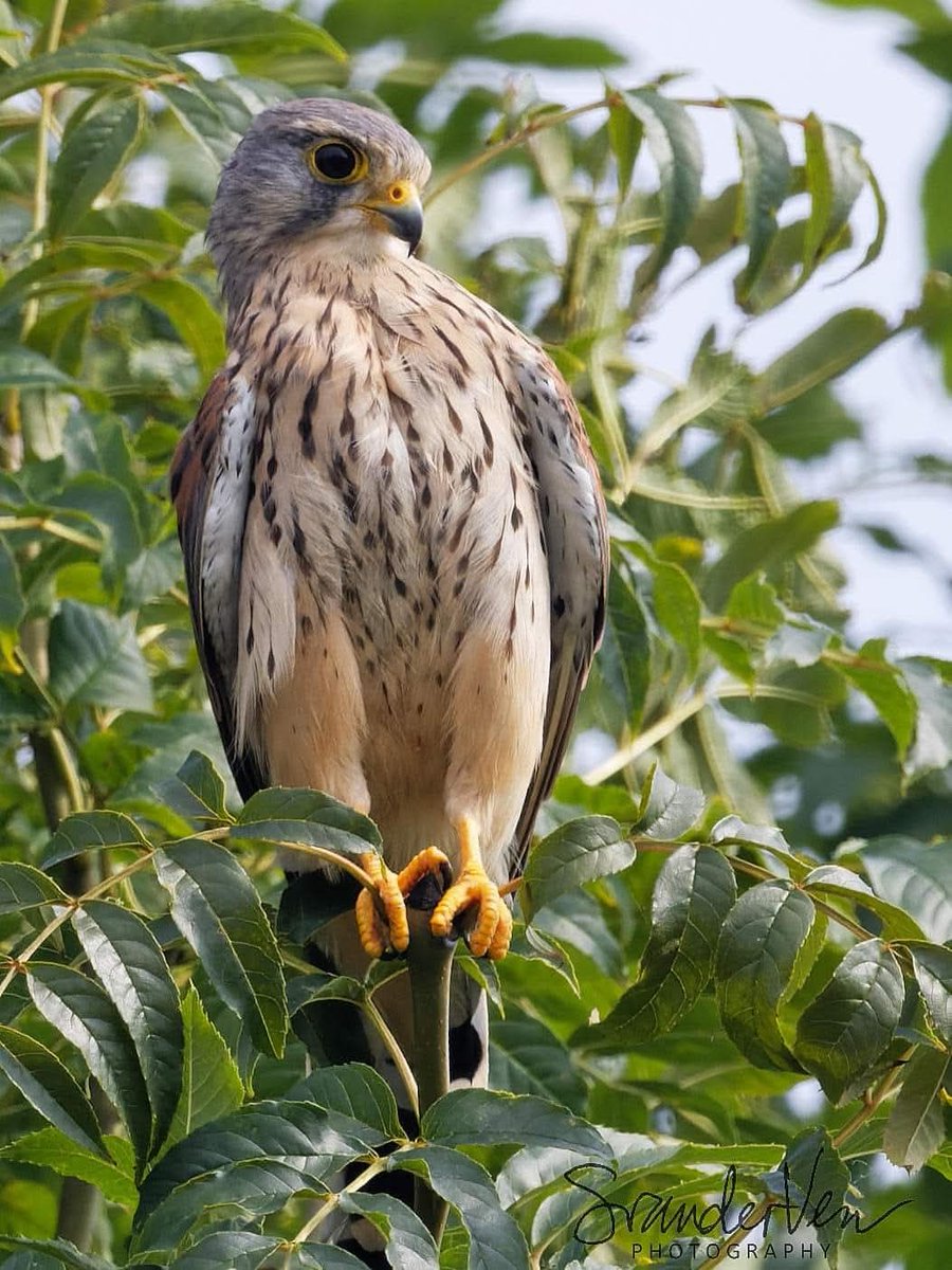 ItakeBirdPics's tweet image. Common Kestrel checking things out in The Netherlands. September 2021 #commonkestrel #kestrel #birdphotography #naturephotography