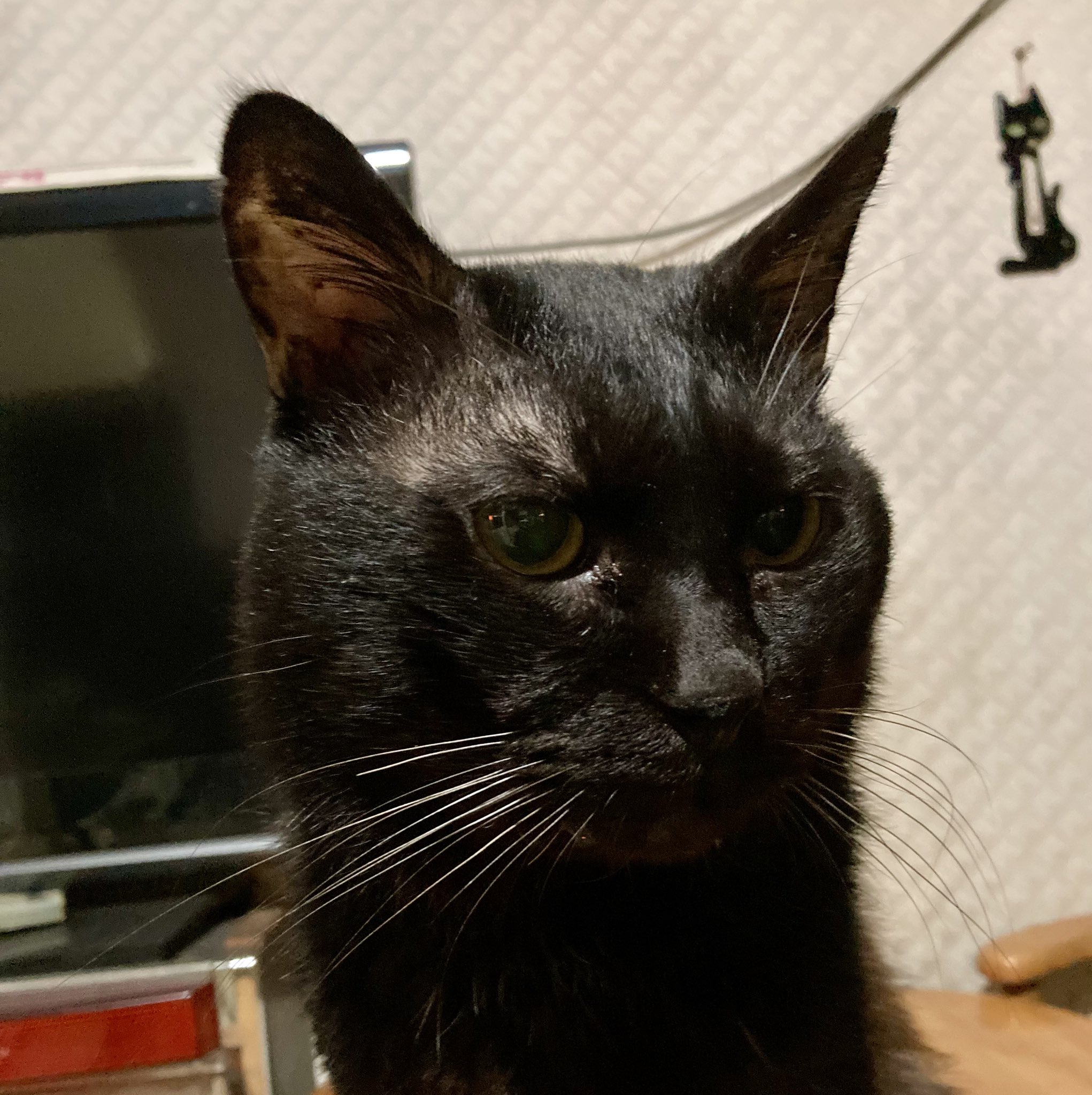 黒猫様♡ありがとうございます♡ ゆきの🐈‍⬛ on X: 