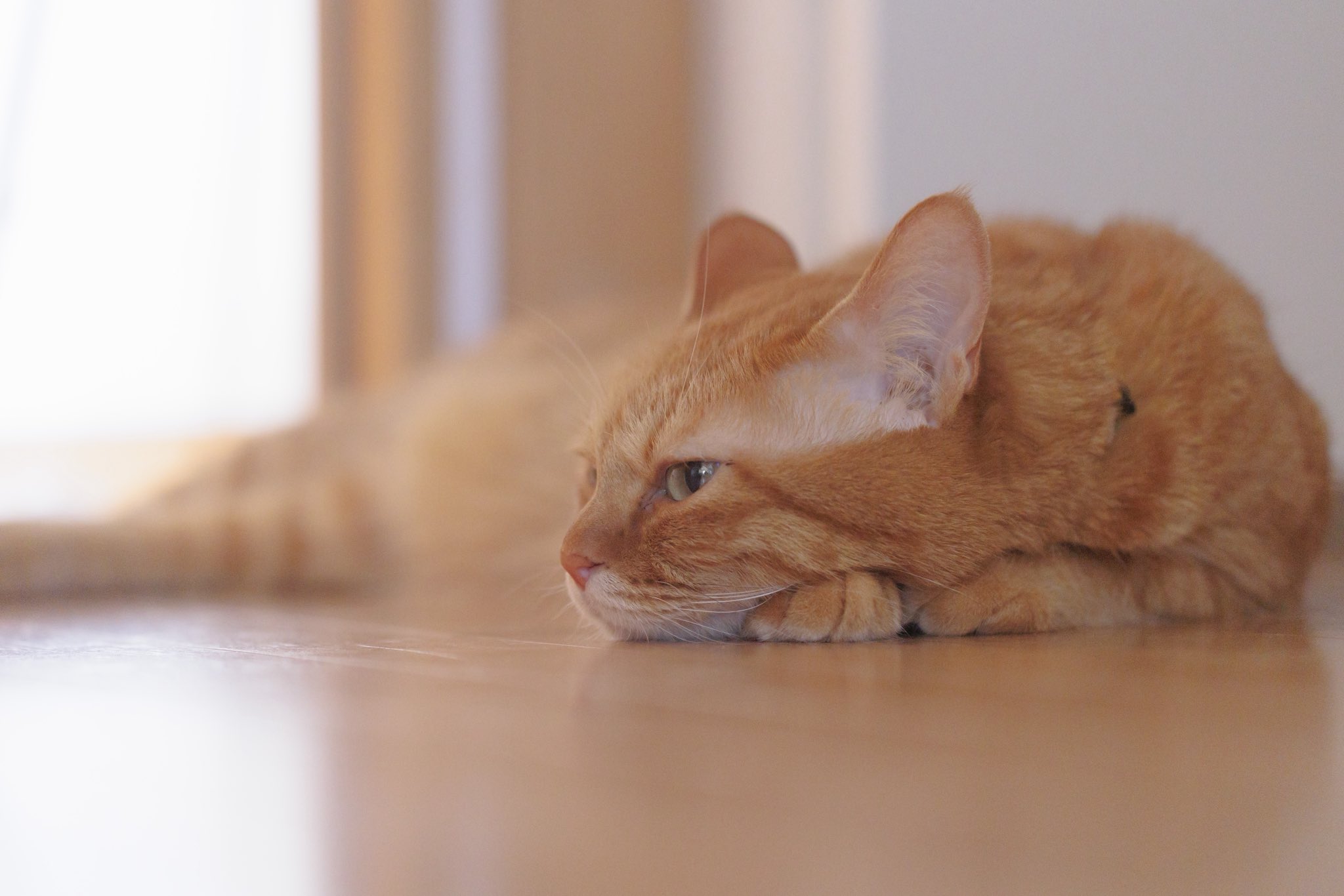 トラ⭐︎ネコ様 まるお2号🇯🇵（羊の皮を被った猫） on X: 