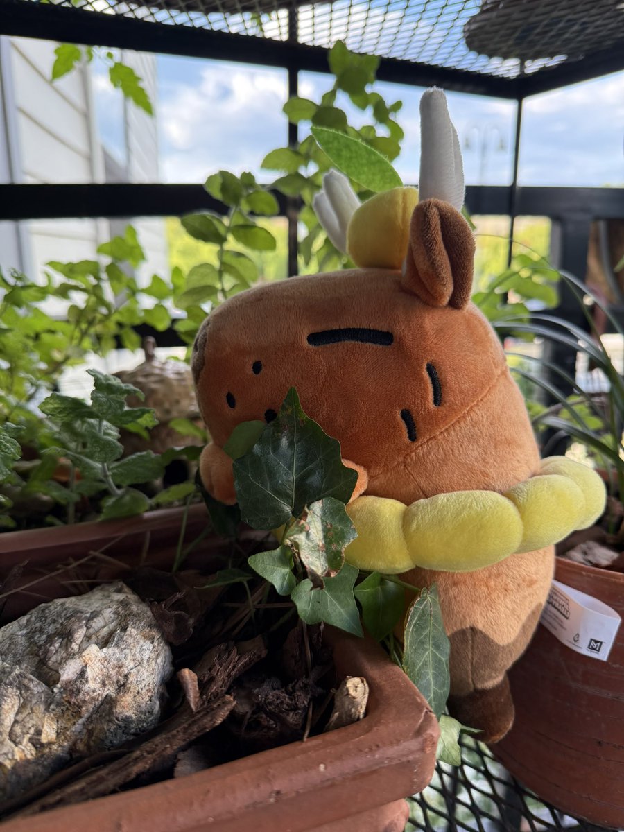 PM Studios (@pmstudiosusa) on Twitter photo How good are Capybaras at gardening? Scale from 1-10. 🪴<a href="/EPCapybarasGame/">Extremely Powerful Capybaras ⚔️ OUT NOW on Steam</a> How good are Capybaras at gardening? Scale from 1-10. 🪴<a href="/EPCapybarasGame/">Extremely Powerful Capybaras ⚔️ OUT NOW on Steam</a>