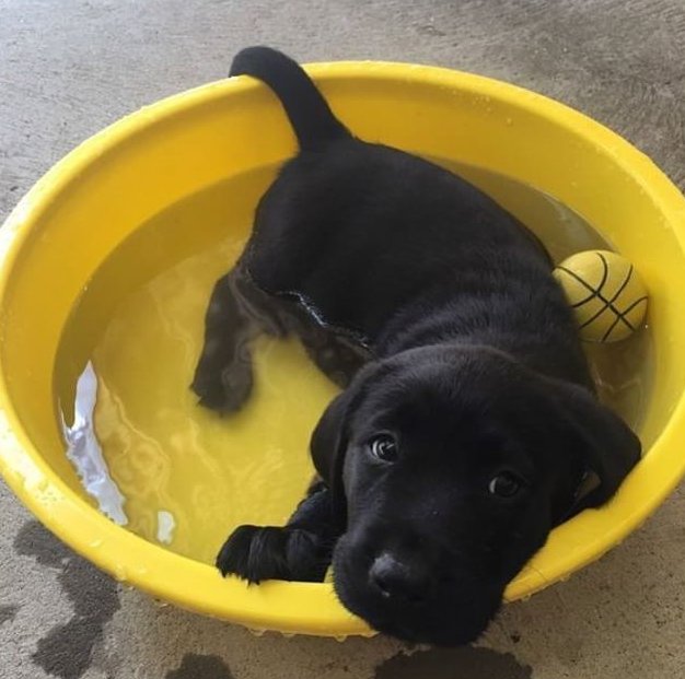 Do you think black dog are cute