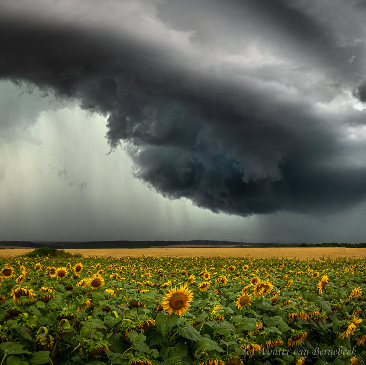 StormchaserNL's tweet image. 🌩 Supercell boven een klassiek Frans landschap met zonnebloemen! Afgelopen week vastgelegd tussen Luxemburg en Metz, in het noorden van Frankrijk... #orages