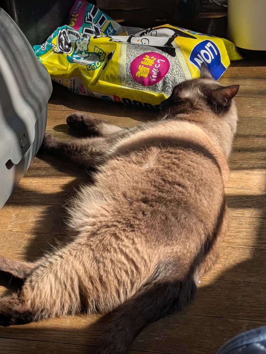 eloop_web's tweet image. 毎日猛暑の中 エアコン嫌いのアズは少しでも暖かいとこ探して徘徊中〜 しかしエアコンのない部屋に放置は出来ない😸😨