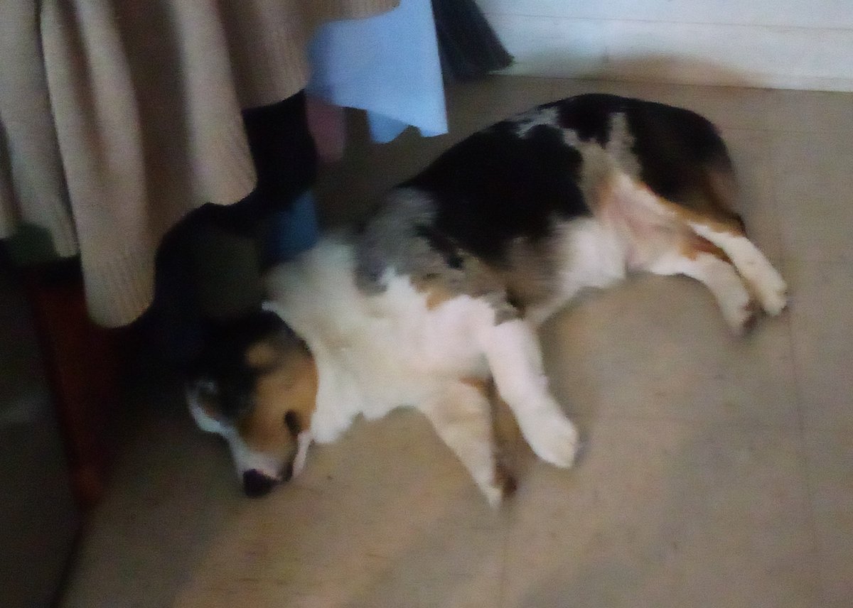 Julia Thomas tweet media