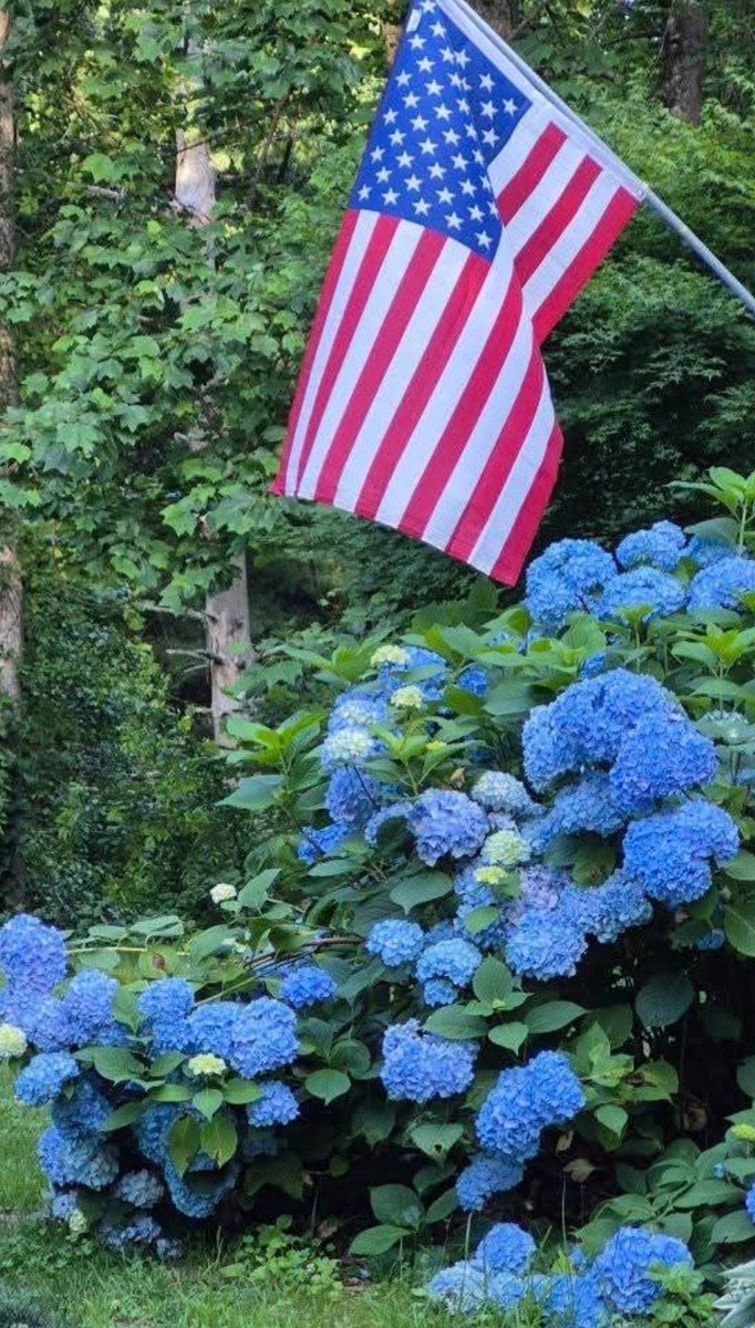myWinnipesaukee's tweet image. Show me your hydrangeas