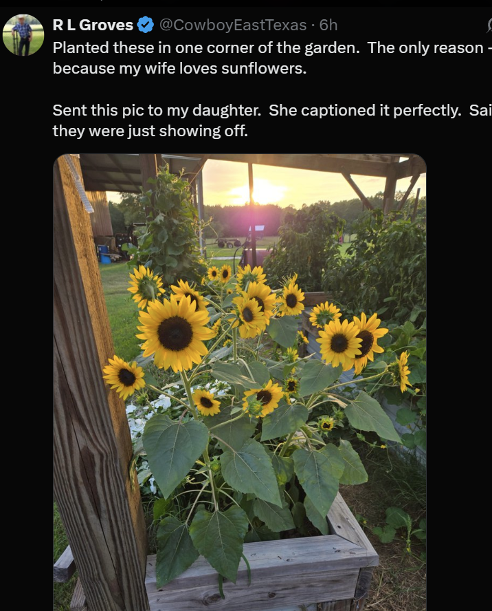 ker95TX's tweet image. Yes, yes, his wife loves sunflowers!
