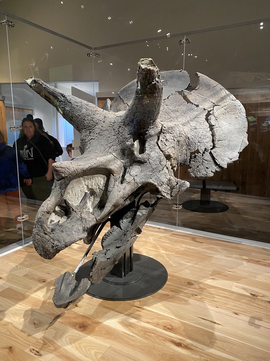 DavidEvans_ROM's tweet image. After fieldwork I visited @RoyalTyrrell and got to see their new exhibits. Easily my favorite new specimen was their giant #Triceratops. The best trike skull found in #Canada to date, it is jaw-droppingly well preserved. Plus it was prepped by @ROMtoronto alum Ian McDonald.
