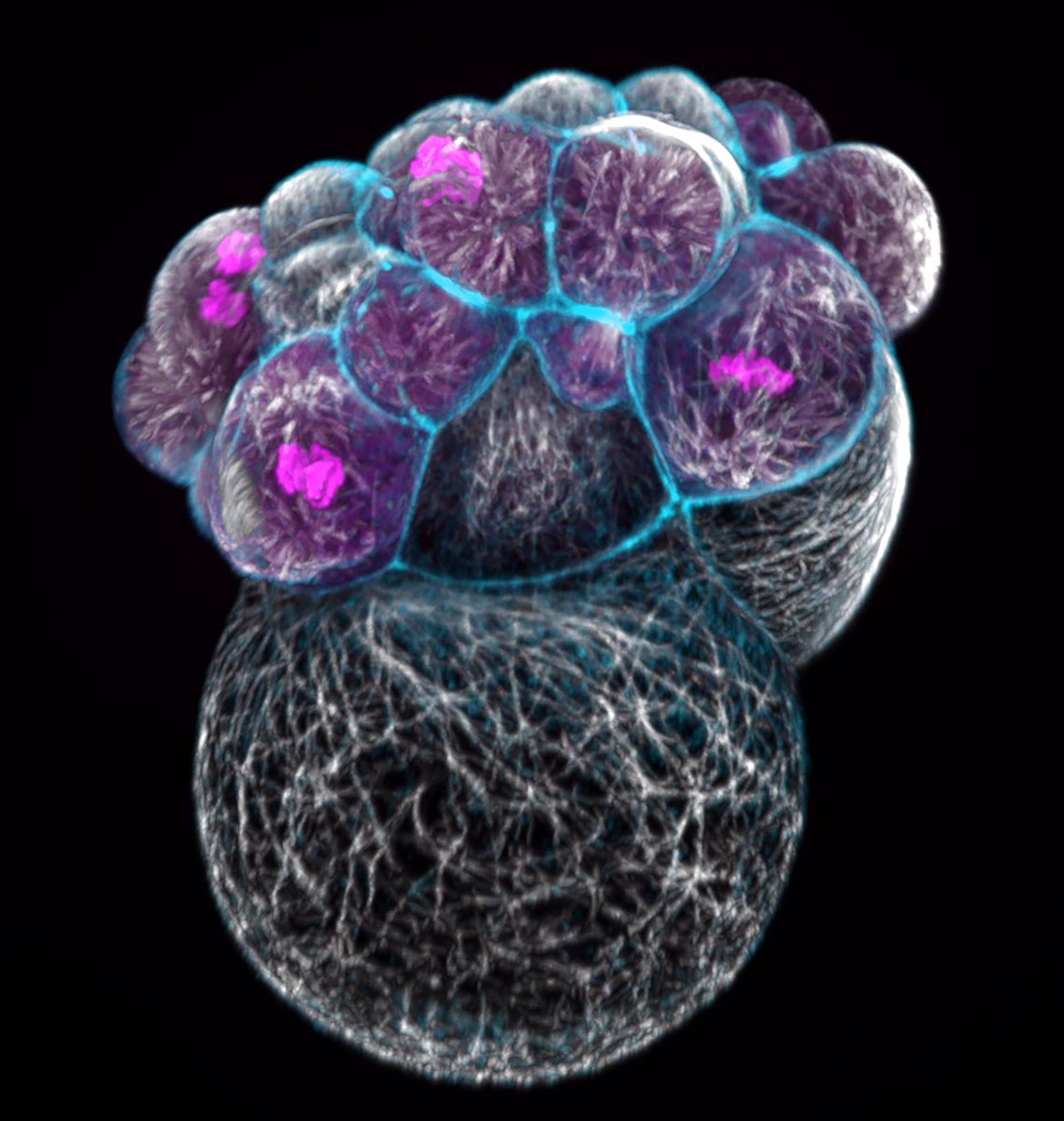 🐌💫 Snail embryos never looked so fabulous!
Tubulin (white), phospho-histone H3 (pink), and F-Actin (cyan) light up this early stage like a cytoskeletal disco ball.
Image from Clemens Cabernard &amp; Adam von Barnau Sythoff 🪩🧬 #FluorescenceFriday
