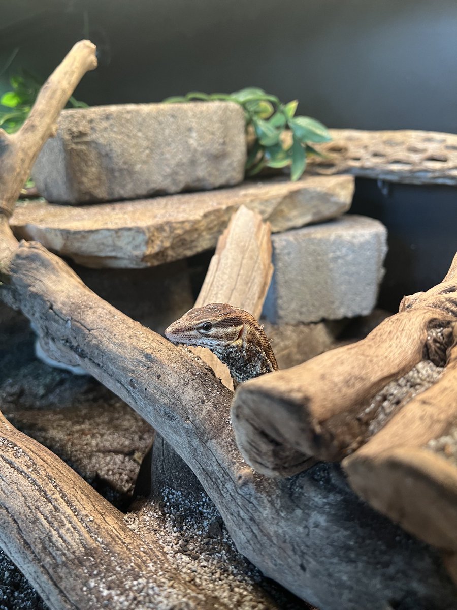 Russell99695573's tweet image. Dewey contemplating making the jump and Mushu scoping things out! 🦎🦎🦎🦎