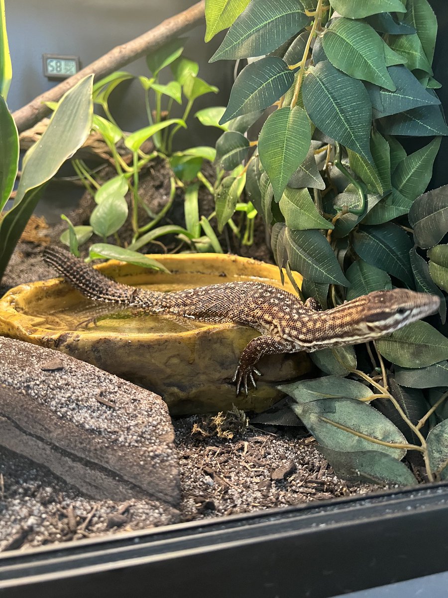 Russell99695573's tweet image. Dewey contemplating making the jump and Mushu scoping things out! 🦎🦎🦎🦎