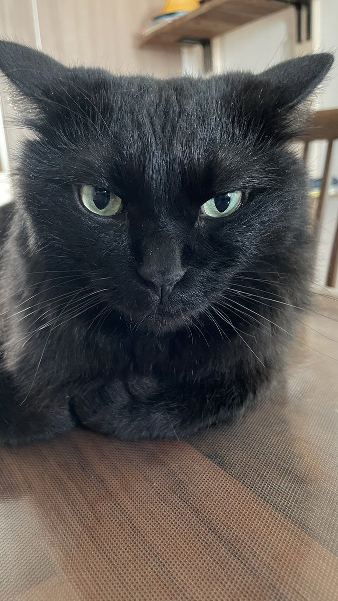 gema0613's tweet image. おはニャンコ🐈⬛
今日もお仕事なお父さんを見て
「また仕事か?好きだねぇ…」
と呆れるおはぎちゃんです😅
…1日立場を代わってくれ
#おはようございます
#ねこかわいいね