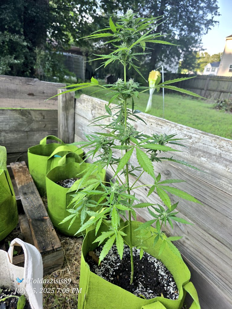 ColdAzzIsis89's tweet image. Outdoor grown Gorilla Glue autoflower by @ILGMOfficial
#onlyplants #Mmemberville #virginiaisforgrowers #marijuana #CannabisCommunity #Weed #growyourown #ourdoor #plant