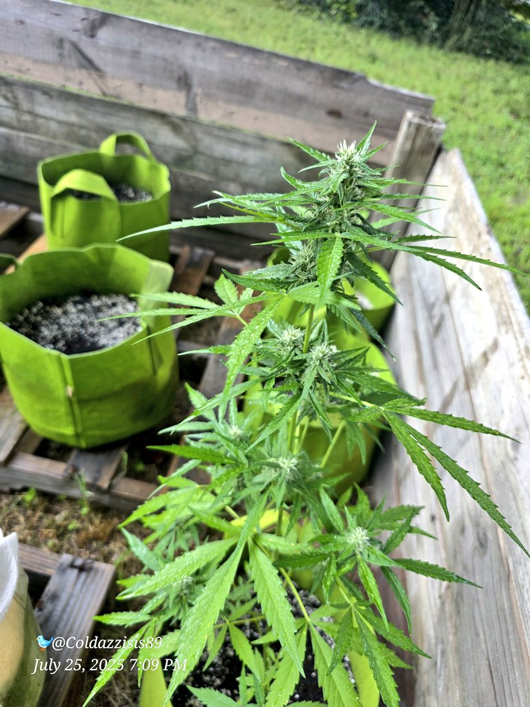 ColdAzzIsis89's tweet image. Outdoor grown Gorilla Glue autoflower by @ILGMOfficial
#onlyplants #Mmemberville #virginiaisforgrowers #marijuana #CannabisCommunity #Weed #growyourown #ourdoor #plant