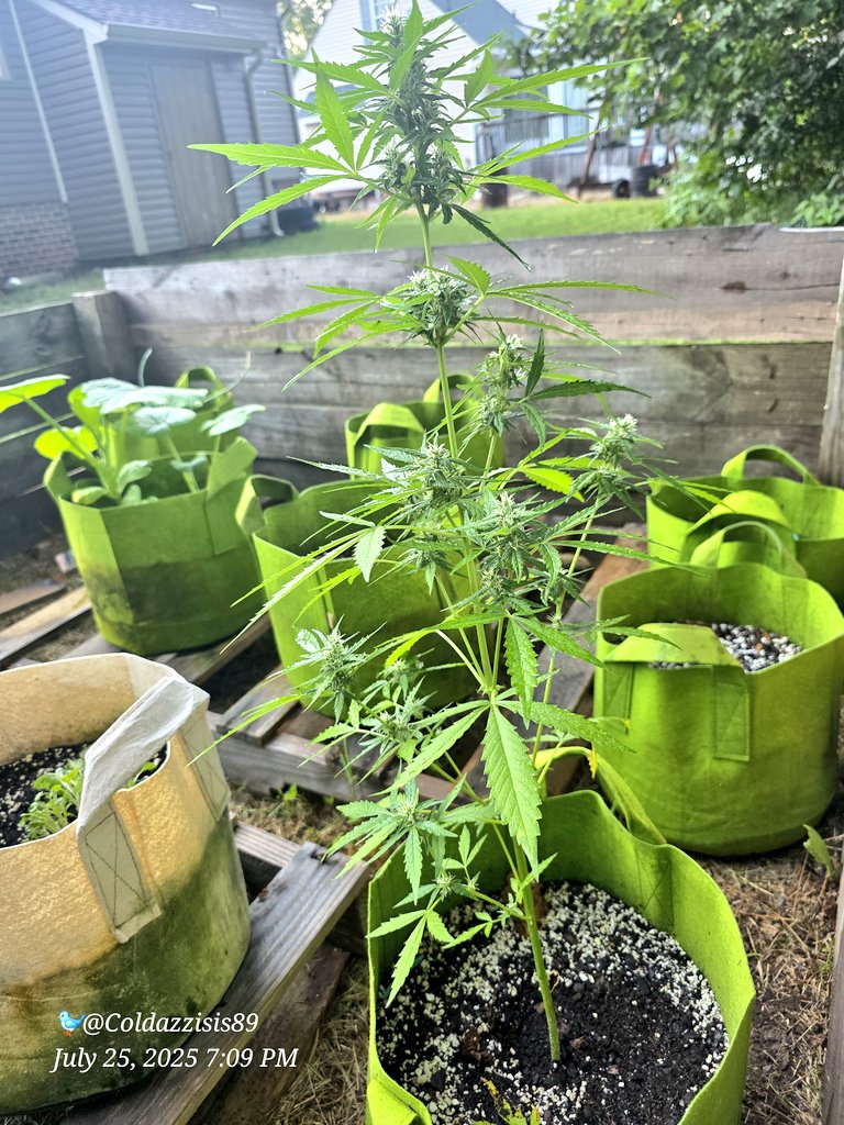ColdAzzIsis89's tweet image. Outdoor grown Gorilla Glue autoflower by @ILGMOfficial
#onlyplants #Mmemberville #virginiaisforgrowers #marijuana #CannabisCommunity #Weed #growyourown #ourdoor #plant