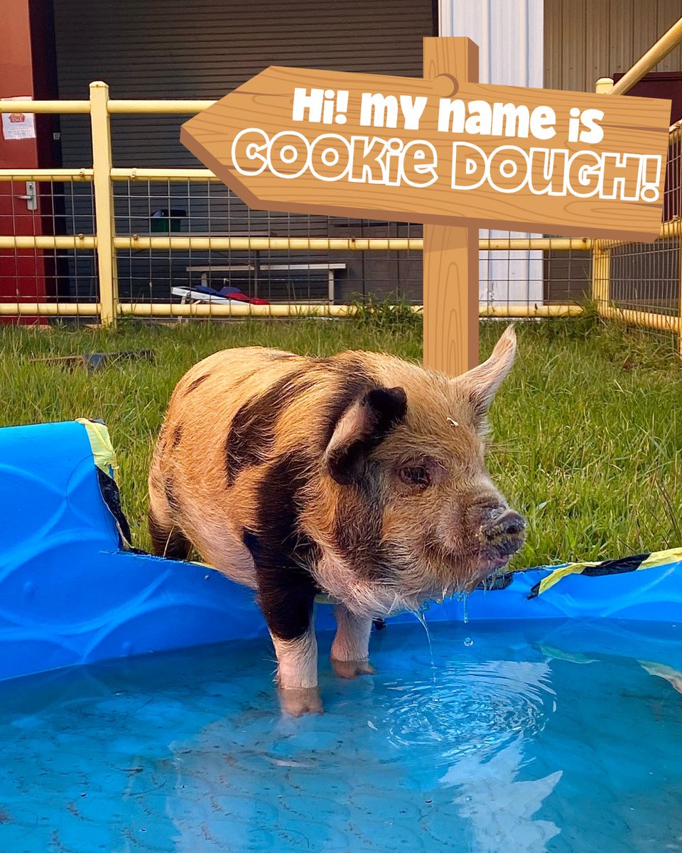 VictoryJunction's tweet image. It’s Furry Friend Friday, and we’re excited to introduce two new pals!🐷
First up, meet Cookie Dough! Then swipe to say hi to our big buddy, Hercules! These two are already settling in and stealing hearts at the barn. 💕