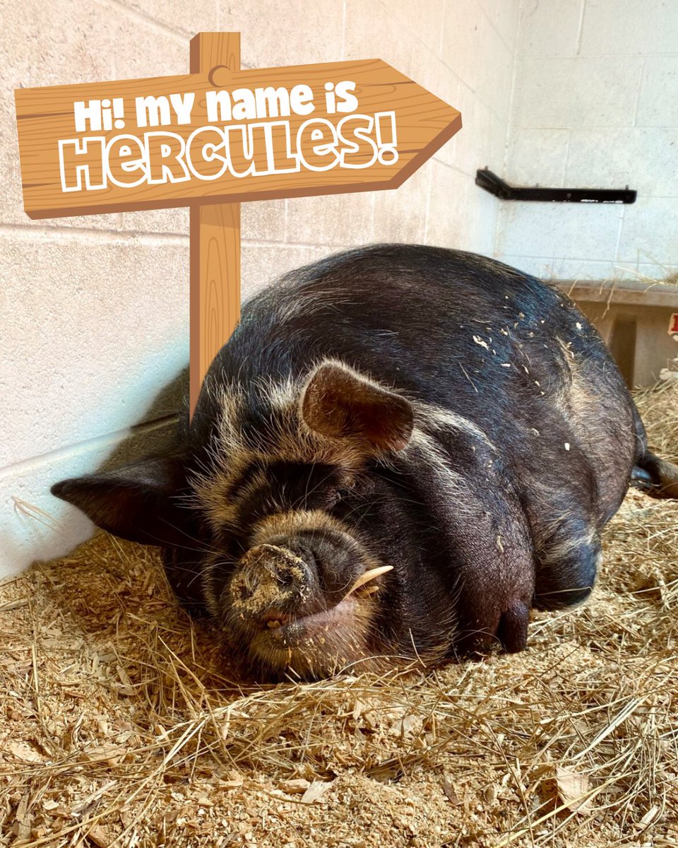 VictoryJunction's tweet image. It’s Furry Friend Friday, and we’re excited to introduce two new pals!🐷
First up, meet Cookie Dough! Then swipe to say hi to our big buddy, Hercules! These two are already settling in and stealing hearts at the barn. 💕