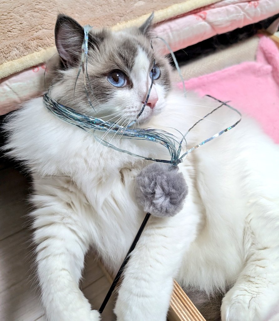 ใใฃใใ๐ผใฉใฐใใผใซ (@ragdoll_love2) on Twitter photo ใทใฃใซใทใฃใซๆใฃใฆๆฅใชใใธ้ก็ฌ ใทใฃใซใทใฃใซๆใฃใฆๆฅใชใใธ้ก็ฌ