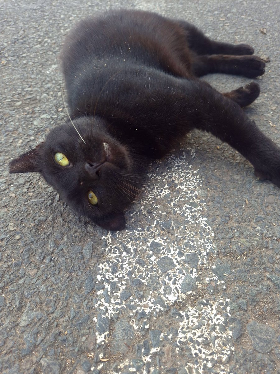littlxfreak_'s tweet image. ||Quiero presentaros al Corcho IRL. Es un gatito de colonia que le tengo mucho cariño, y él a mi♡