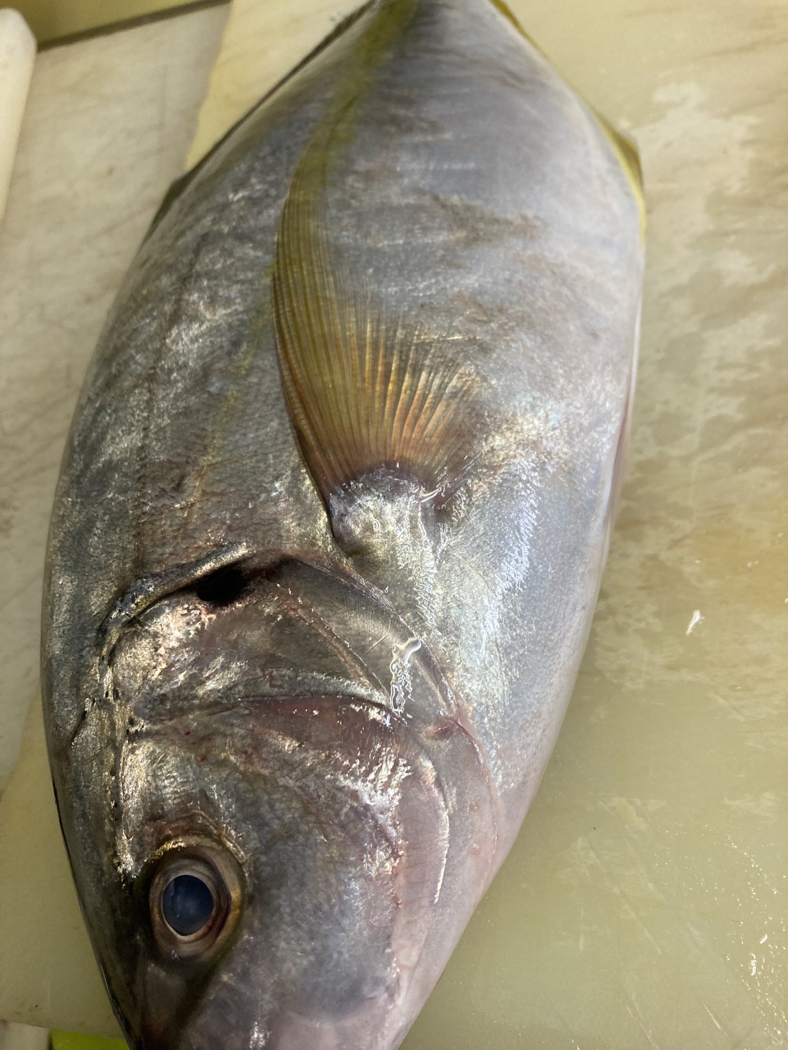 あおねこページ 猫心星 青(ねこほし あお)┊︎Vtuber┊︎𓃠🌠 (@aoneko06) / X