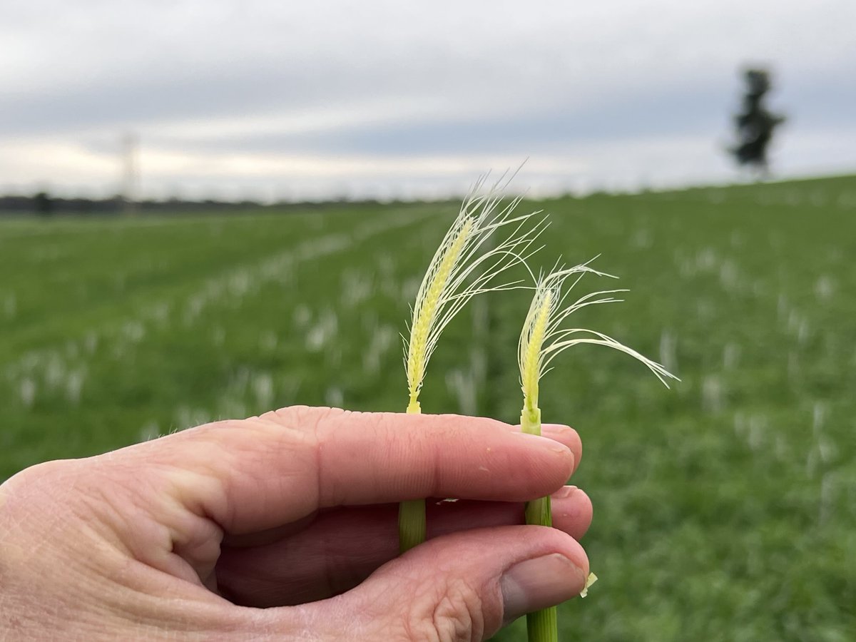 Jarrod Amery tweet media