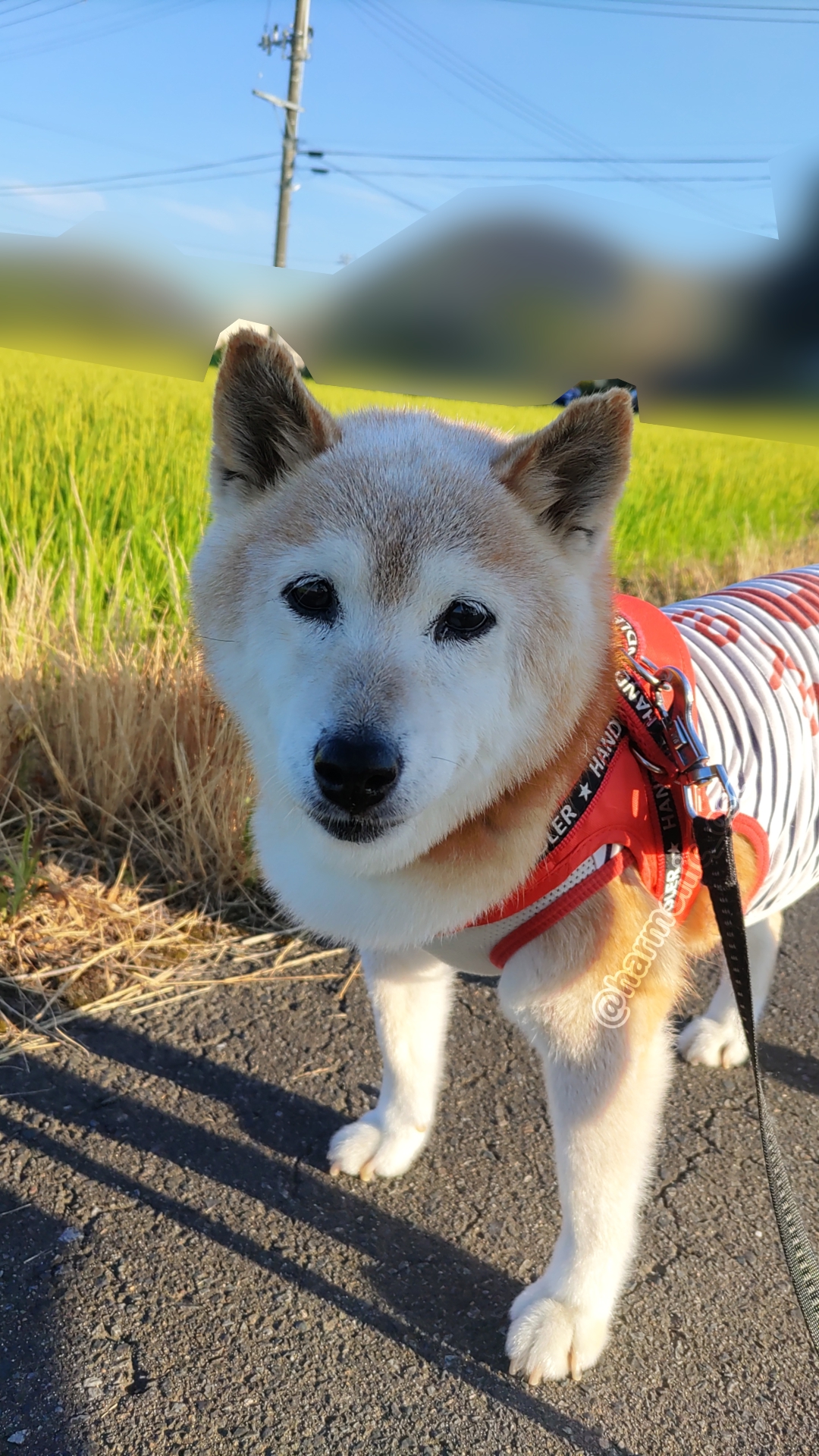 犬好き yutaka4848🐕🐾🎮💻_φ(・_・ on X: 