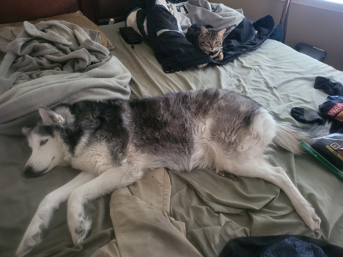 DarthIxion's tweet image. So my beautiful girl of 14 years was just put on deathwatch due to an aggressive form of cancer. I was already barely hanging on by a thread with everything already going on and now this? I can't take anymore I passed the breaking point 3 years ago already.