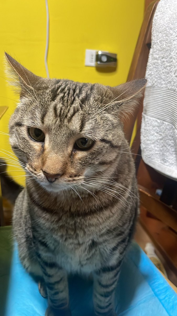 manolitop4's tweet image. Hola amigos, les manda un saludo su amigo Tiny, hoy fui un sujeto se estudió, mi mamá n°1 y mi tío Ale compraron una puerta para gatos. Y yo como estoy un poco panzón, fui el elegido para atravesarla, por suerte mi cuerpo cabe. Así que tendremos una puertita para entrar!! 😊