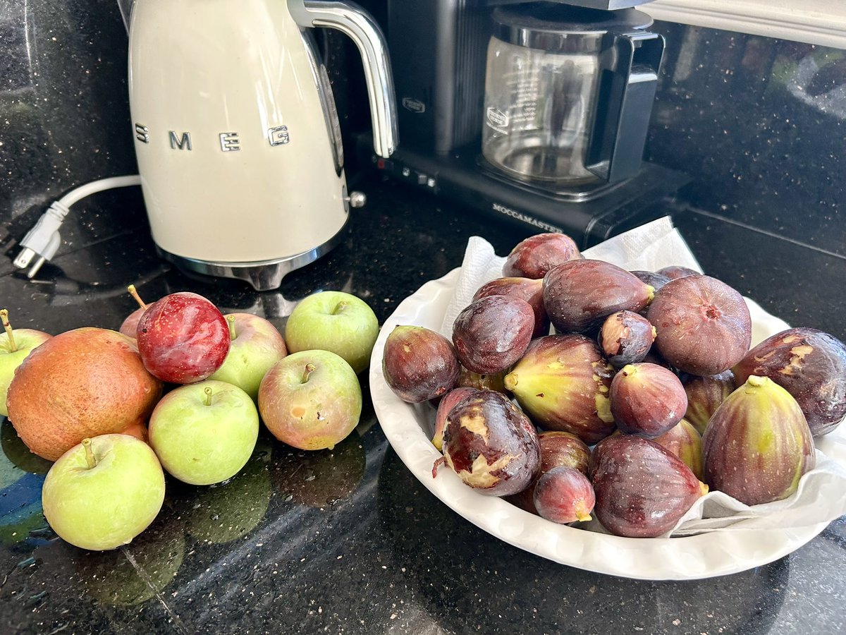 whatkenatetoday's tweet image. Did a little fruit picking today. Lots of figs!