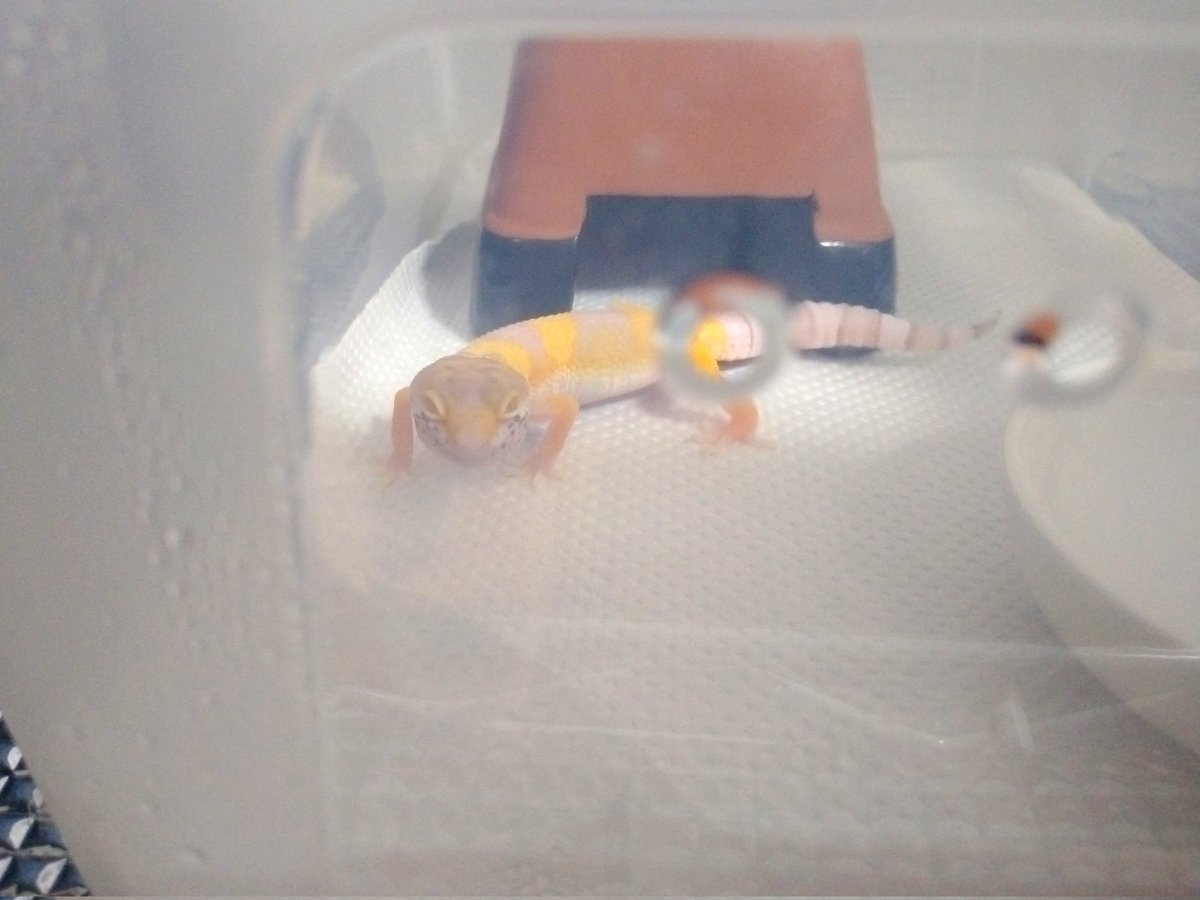 nmo25023's tweet image. お迎えしてからのちっちゃな🦎ちゃん✨
毎日、決まった時間にご飯を食べてくれるがトイレの場所は、まだ探り中。何より、よく寝て部屋のなかを探索し隣のおにーさん🦎のことも気になる様子。
今のところ元気に成長しているようで良きです。