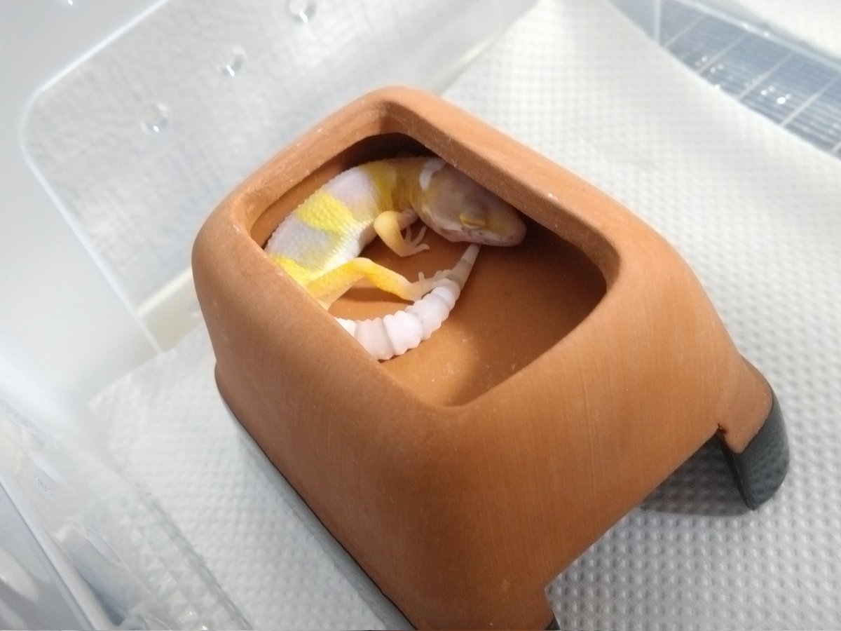 nmo25023's tweet image. お迎えしてからのちっちゃな🦎ちゃん✨
毎日、決まった時間にご飯を食べてくれるがトイレの場所は、まだ探り中。何より、よく寝て部屋のなかを探索し隣のおにーさん🦎のことも気になる様子。
今のところ元気に成長しているようで良きです。