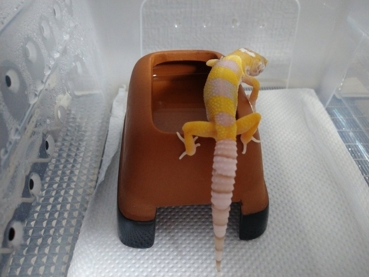 nmo25023's tweet image. お迎えしてからのちっちゃな🦎ちゃん✨
毎日、決まった時間にご飯を食べてくれるがトイレの場所は、まだ探り中。何より、よく寝て部屋のなかを探索し隣のおにーさん🦎のことも気になる様子。
今のところ元気に成長しているようで良きです。
