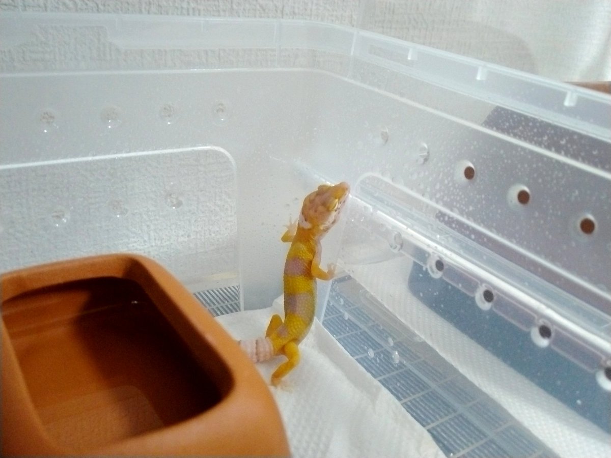 nmo25023's tweet image. お迎えしてからのちっちゃな🦎ちゃん✨
毎日、決まった時間にご飯を食べてくれるがトイレの場所は、まだ探り中。何より、よく寝て部屋のなかを探索し隣のおにーさん🦎のことも気になる様子。
今のところ元気に成長しているようで良きです。